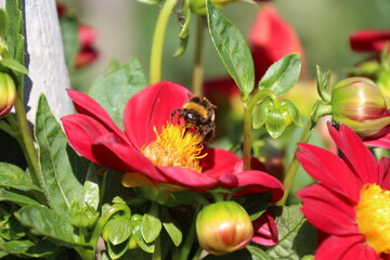 Bombus Latreille and red dahlia