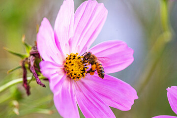 Bee on cosmo flower