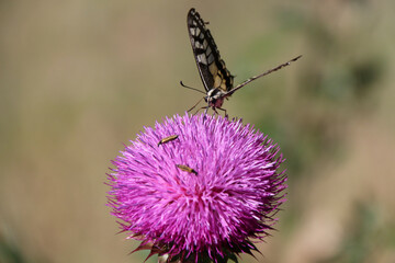 Beautiful butterfly. She is perched on a pink  flower.