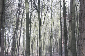 Dense forest and warm sunlight