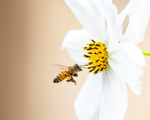 Bee on cosmo flower