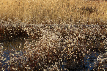 Field of reeds and white flowers with hairy stems in the salt pond at sunset. Autumn background. 
