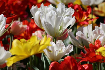 Obraz na płótnie Canvas Blooming of wonderful tulips. Garden cosmos with different colors.