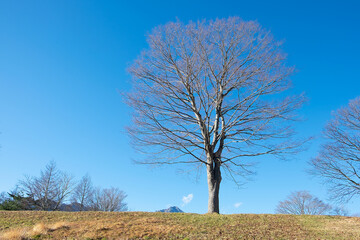 １本の木と青い空、冬の風景