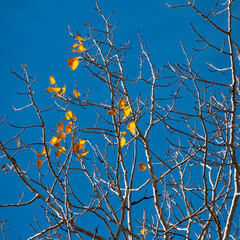 fall leaves against blue sky