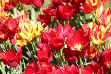 Blooming of wonderful tulips. Garden cosmos with  red  and red yellow flowers.