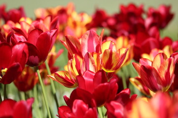 Blooming of wonderful tulips. Garden cosmos with  red  and red yellow flowers.