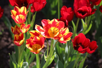 Blooming of wonderful tulips. Garden cosmos with  red  and red yellow flowers.