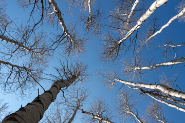 aspen branches against sky