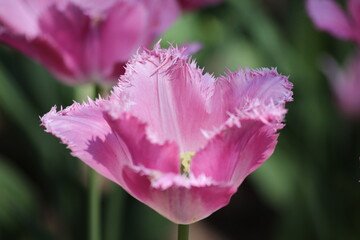 Blooming of wonderful tulips. Purple color.