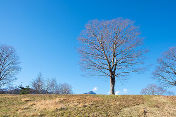 １本の木と青い空、冬の風景