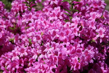 Flowering of beautiful azaleas. Pink flowers.
