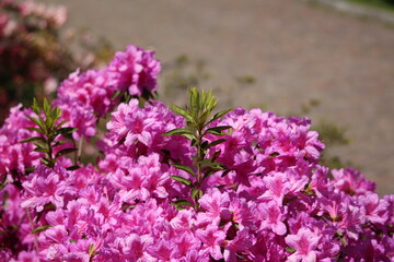 Flowering of beautiful azaleas. Pink flowers.