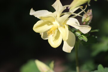 Fototapeta na wymiar Flowering of wonderful Anemone. Yellow flower.