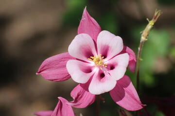 Fototapeta premium Flowering of wonderful Anemone. Pink and white flower.