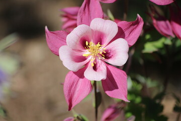 Flowering of wonderful Anemone. Pink and white flower.