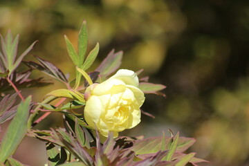Flowering of wonderful Anemone. Yellow flower.