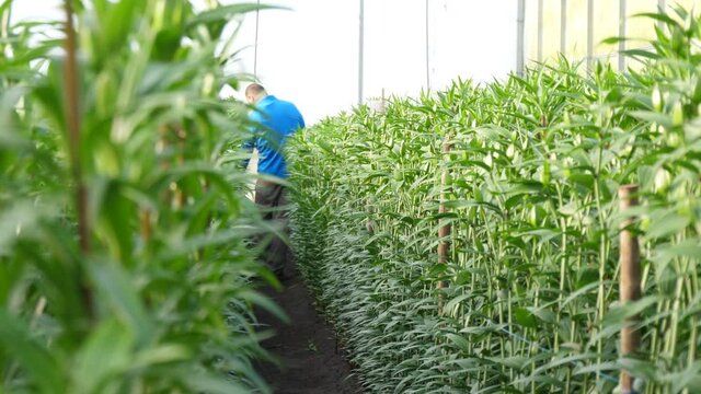 worker in tulip production planting greenhouse 4k