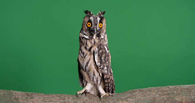 Beautiful eagle owl on tree branch against green background