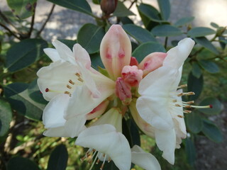 Flowering trees. Flower of Rhododendron. Pinkish white color with red coloring.