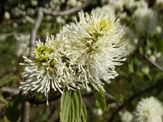 Blossoming of Fothergilla major. White, fluffy blossoms