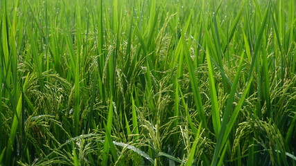 Rice is still raw and green in the fields