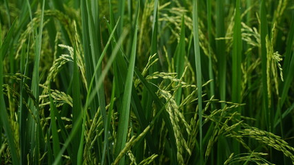Rice is still raw and green in the fields