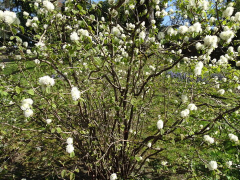 Blossoming of Fothergilla major. White, fluffy blossoms