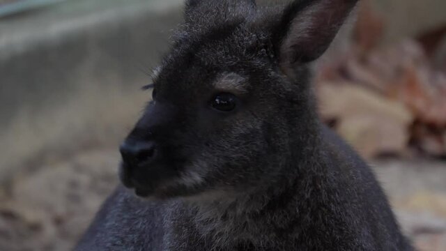 Bennett's tree kangaroo 4k