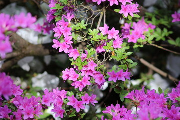 Flowering of beautiful azaleas. Pink flowers.
