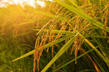 Closeup Rice field in harvest season