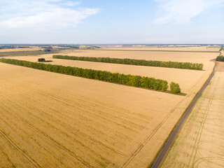 Obraz premium Plowed field on forest background. Cloudy day.