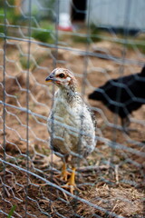 Heritage chickens on a small farm in the country, small scale poultry farming in Ontario, Canada.	
