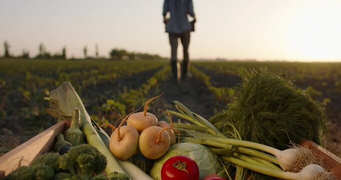 Farmer putting boxes of freshly harvested veggies down. Ranch worker carrying local organic vegetable crops in field - agriculture concept 4k footage