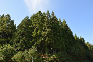 スギ林 山形県の山林