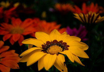 yellow and red flower