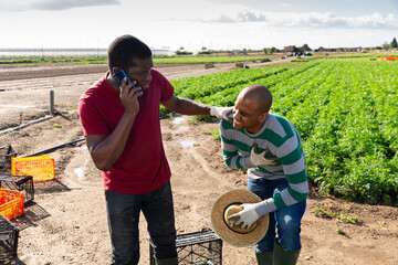 Latin american farm worker feeling chest pain during harvest, anxious african workmate calling doctor.