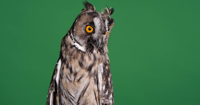 Beautiful eagle owl on green background. Predatory bird