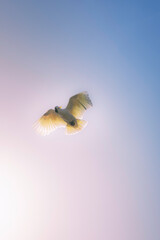 Spring afternoon with the locals.