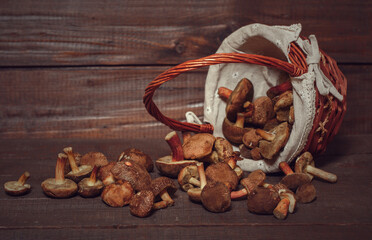 Composition in brown colors with a basket with wild mushrooms Xerocomus on the dark rustic wooden table. Seasonal harvesting in the forest