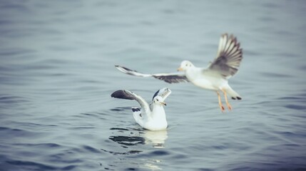 Fototapeta na wymiar seagull in the water