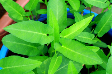 Water spinach plants grow on pot.