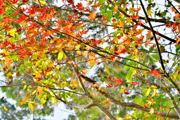 旬を過ぎた紅葉の木