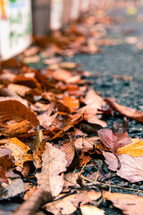 autumn leaves on the ground