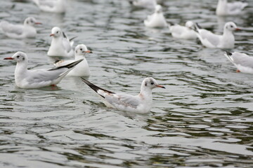 海辺の水鳥の群れ