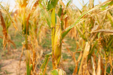 Corn field dry dead with sunlight in harvest season