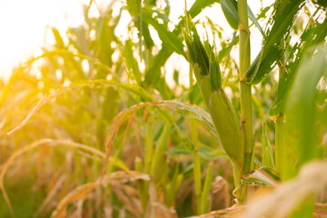 Corn field with sunlight in harvest season