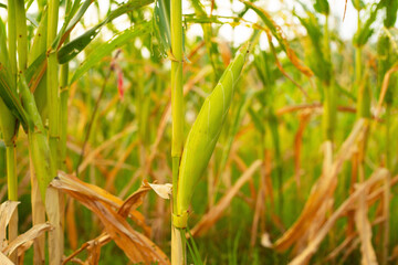 Corn field with sunlight in harvest season