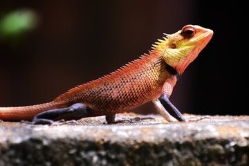bearded dragon lizard
