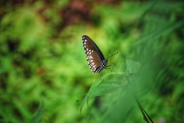 Obraz na płótnie Canvas butterfly on a green leaf